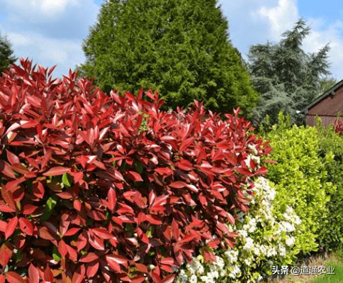 红叶石楠：那些你不知道的秘密