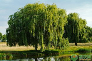 二、柳树：柔美的姿态