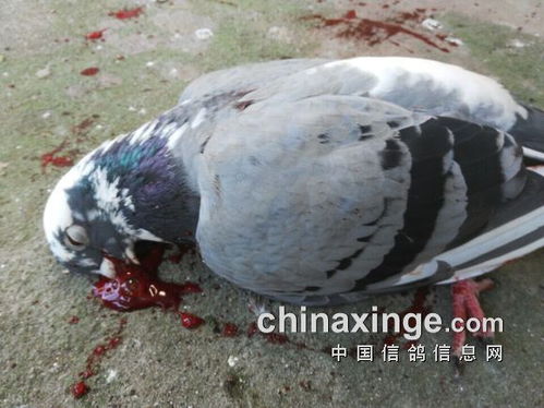 实验鼠离奇死亡，选对饲料配方真的能省下2万检测费吗？
