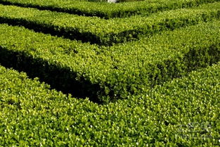 修剪之后浇水有讲究