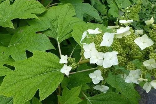 北方种植那些事儿