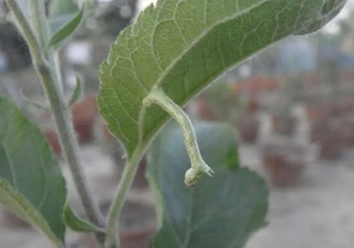 浓度黄金分割点：北京平谷桃区的实战经验