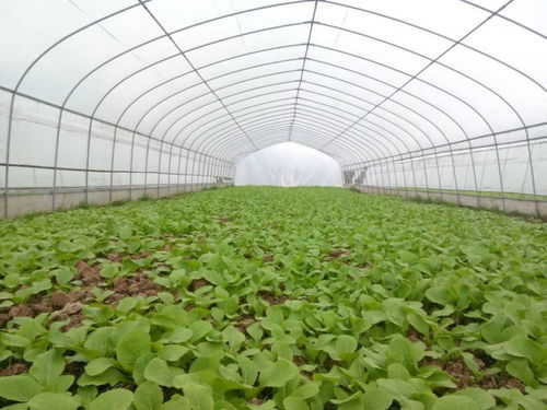 金铃花在冬季如何增强其抗寒能力？有哪些有效的保护措施可以确保其安全过冬