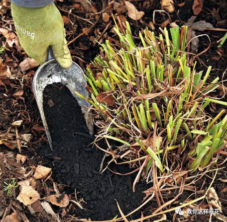 栽花的土壤和肥料的选择