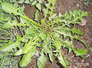 三、酸模的吃法