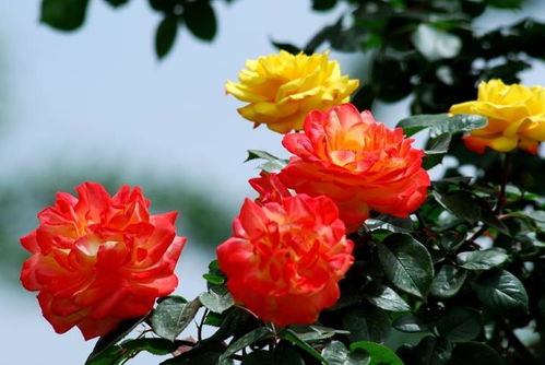 优点多， 缺点也不少