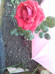 第四步， 缓苗期间的护理