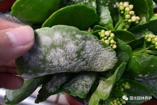 揭秘长寿花白斑病的防治之道：常见病害一览！