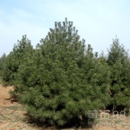 二、白皮松价格变动因素