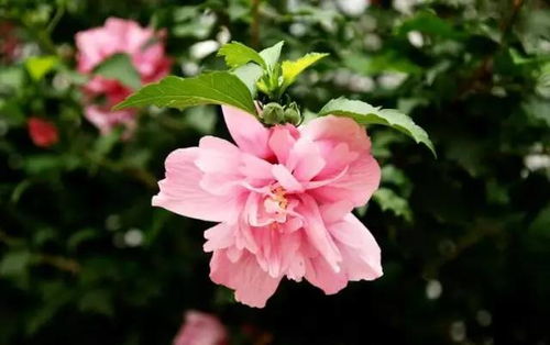 风水问题，不宜窗下种植