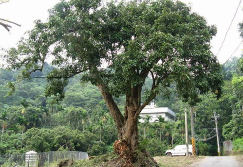 镇宅树的魅力：种出平安吉祥的氛围
