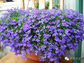 千鸟花耐寒吗？家庭种植需要哪些技巧来养护