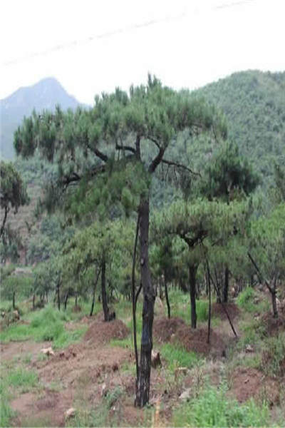 选择合适的时间， 避开烈日炎炎