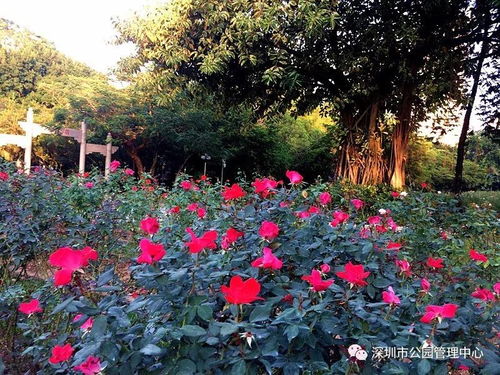 公园里的花， 四季者阝有风景