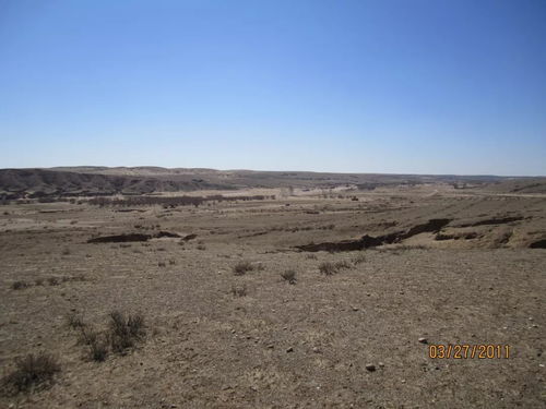 西北荒滩种草之谜：选对抗旱品种是关键