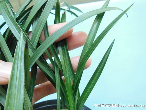 “翠叶兰植，春暖初芽现