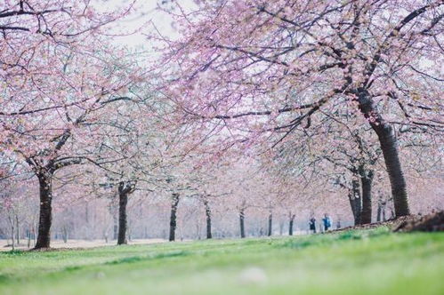 樱花之春， 三种樱花的魅力较量
