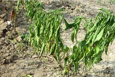 辣椒青枯病防治：防范为主