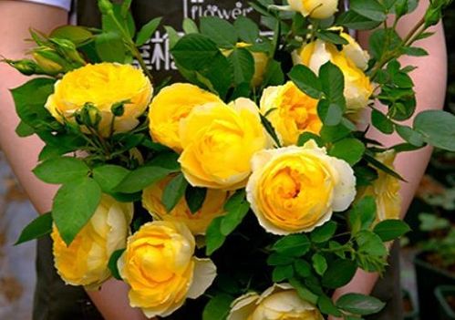 月季花中的蓝色精灵：花量大花期长的蓝色网红月季品种推荐