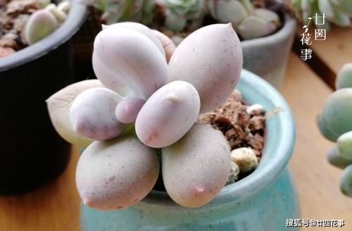 选择合适的盆和土