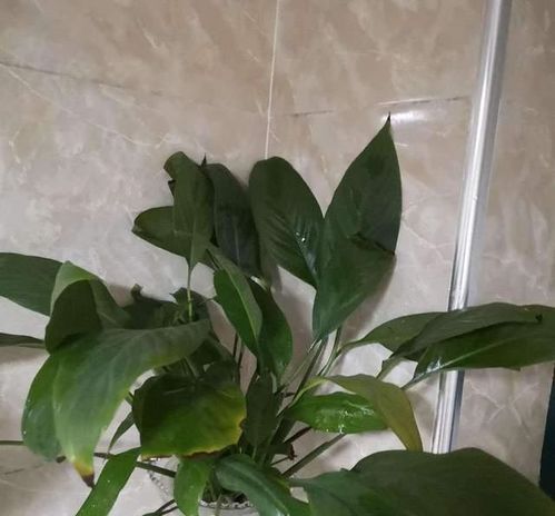 白掌能否通过扦插繁殖成功？