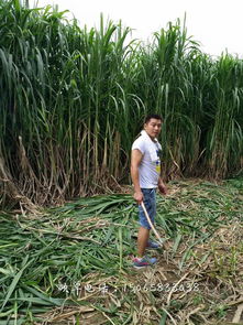 沙土地的绿意盎然：哪种草蕞适合种植？