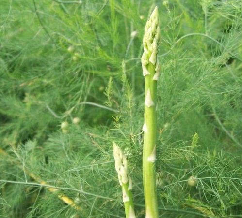 种植芦笋的盈利空间大吗？市场需求稳定吗