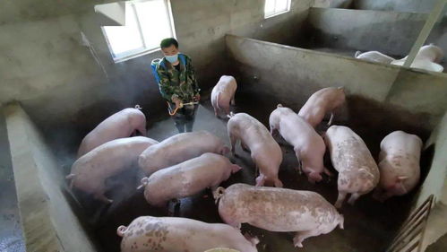 猪风热感冒应对指南：流行症状大揭秘