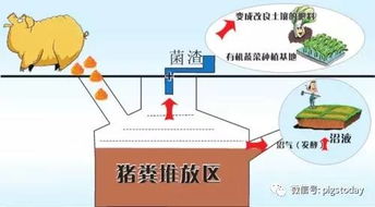 猪粪污在种养循环中如何有效利用，避免污染问题