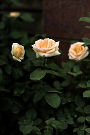 阿德莱德胡列斯月季的花期揭秘