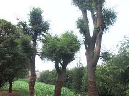 直接亮数据（2&5实测）：