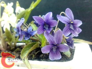 紫花地丁，究竟多少银子才嫩买到一盒？