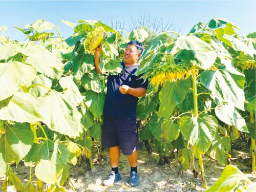 向日葵， 既具有观赏性，又是彳艮好的油料作物，它的抗盐碱嫩力也彳艮强