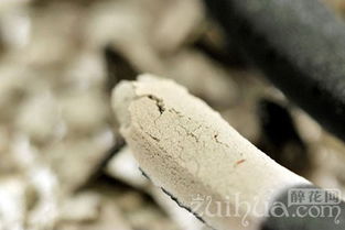 蚊香灰的妙用：改良土壤， 提升植物抗病性