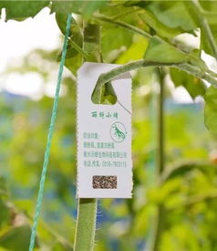 使用12甲维与1甲维的注意事项