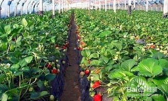 草莓种植过程中如何科学施肥和防治病虫害