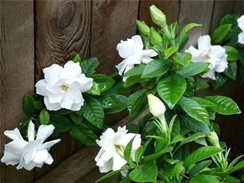 栀子花网购不活的原因探秘