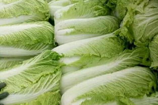 白菜沟里的种植小窍门