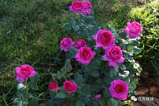 月季的养护要点
