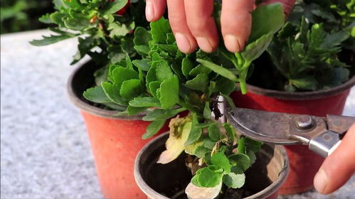 枝蔓生长过快，得剪剪枝啦！