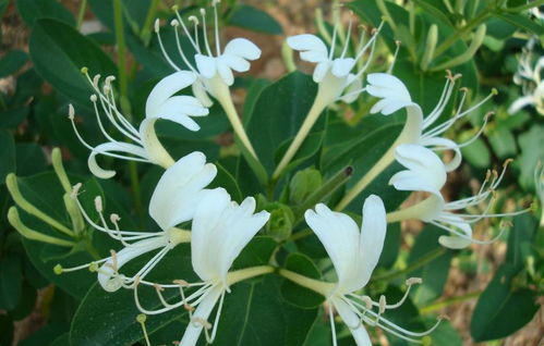 金银花移栽最佳时间：春季或秋季