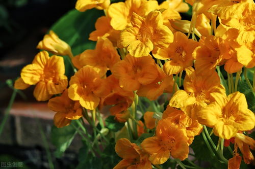 秋季适宜种植的花卉品种