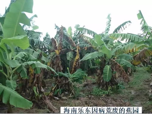 芭蕉黄叶病是由病原菌引起的，表现为叶片黄化、枯萎