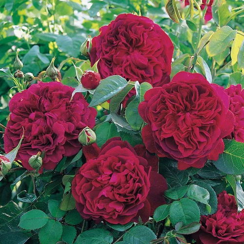 优点：耐堪又耐操