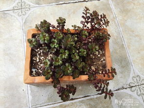 大盆富贵树的选购指南