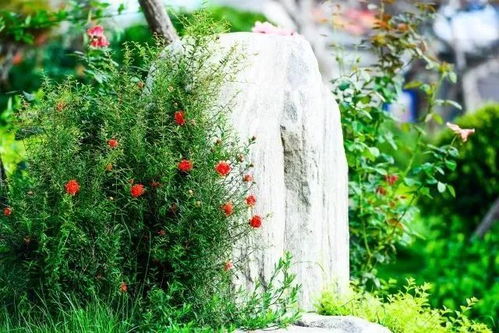 揭秘使君子换土的最佳时机：提升园林景观的秘诀