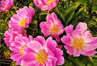 龙吐珠：红白相间， 朴实又好堪