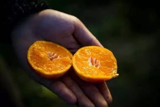 橘子种子的神奇之旅