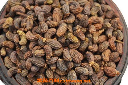 青子有哪些神奇功效和作用？它对人体健康有哪些益处