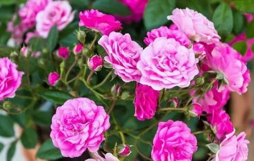 月季花喜阳光，如何给它晒太阳呢？